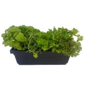Fines herbes assorties, jardinière décorative noire, 16 po