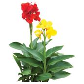 Meyers Flowers - Canna Lily - 5-in - Assorted Colours