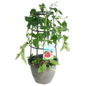 Tomato or Pepper Plant with Cage - 12-in - Assorted