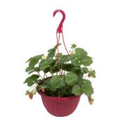 Strawberry Plant in Hanging Basket - 10-in