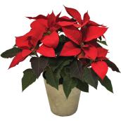 Meyers Flowers 6.5-in Grower Pot Assorted Poinsettia