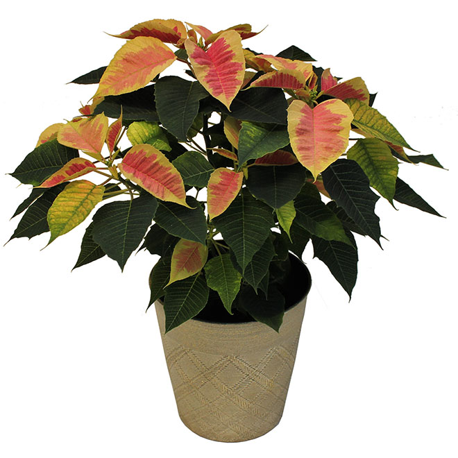 Meyers Flowers 6.5-in Grower Pot Assorted Poinsettia