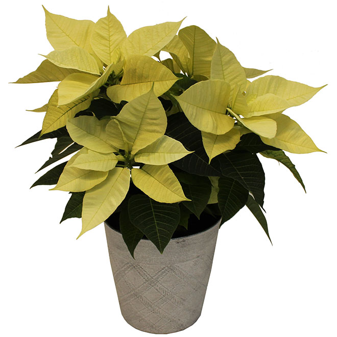 Meyers Flowers 6.5-in Grower Pot Assorted Poinsettia