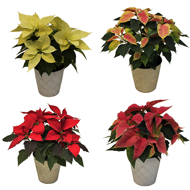 Meyers Flowers 6.5-in Grower Pot Assorted Poinsettia