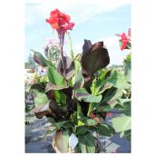 Canna Lily - Cannova - 2-gal. - Assorted