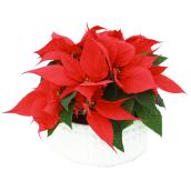 Meyers Flowers Assorted Poinsettia - 9-in Ceramic Pot