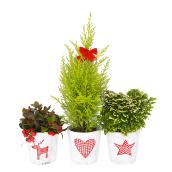 Plantes nordiques assorties Meyers Flowers, pot décoratif de 5 po