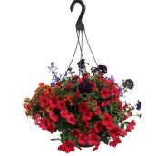 Jardinière suspendue avec plantes assorties, fin de saison, 12 po
