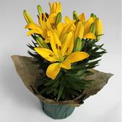 Meyers Flowers Asiatic Lillies in 6-in Decorative Pots - Yellow