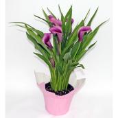 Meyers Flowers Calla Lily in a 6-in Decorative Pot - Violet