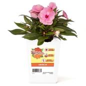 Sunpatiens Assorted - Pinks, Purples, Yellow, Oranges