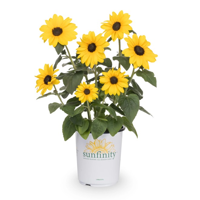 Sunfinity Yellow Sunflower in an 8-in Pot