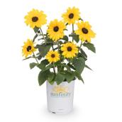 Tournesol jaune Sunfinity dans un pot de 8 po