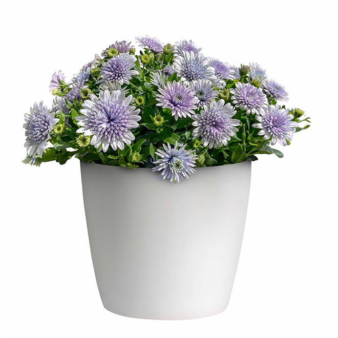 Meyers Flowers Osteospermum Blue Ice Plant in White 8-in Pot