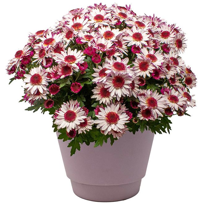 Meyers Flowers Suntaste Mums in Assorted Colours 6-in Pot