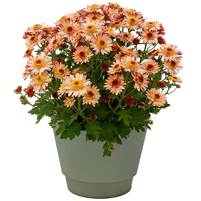 Meyers Flowers Suntaste Mums in Assorted Colours 6-in Pot