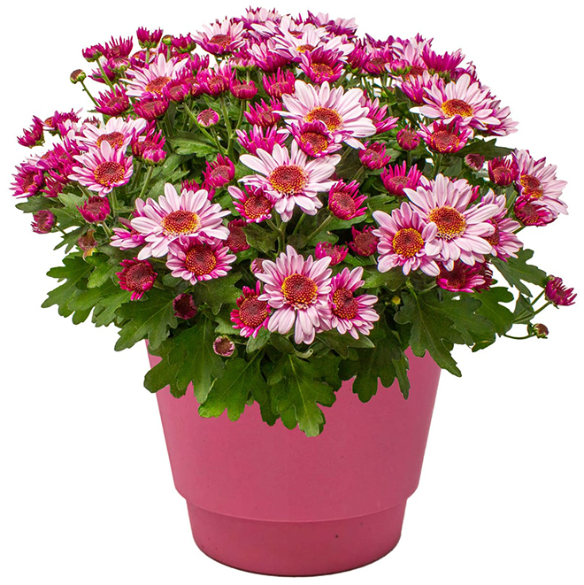 Meyers Flowers Suntaste Mums in Assorted Colours 6-in Pot