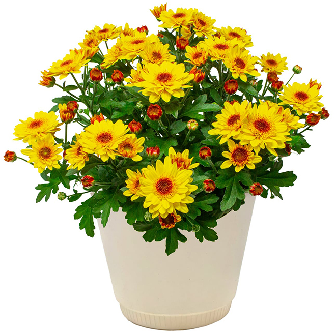 Meyers Flowers Suntaste Mums in Assorted Colours 6-in Pot