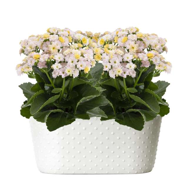 Meyers Flowers Kalanchoë with Multicoloured Flowers in White Oval 9-in Pot