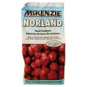 Pommes de terre de semence, Norland, 2 kg