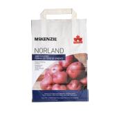 Pommes de terre de semence Norland, 2,2 kg, rouge