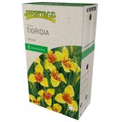 Tigridia Héritage McKenzie, 8 bulbes 5 à 7 cm, jaune