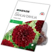 Dahlia Arabian Night McKenzie, 3 rhizomes, rouge foncé
