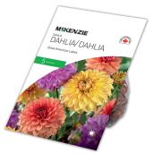 Dahlia Great American Lake McKensie, 5 rhizomes, assortie