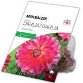 McKenzie Dahlia - Double Shine - 3 Rhizomes - Assorted