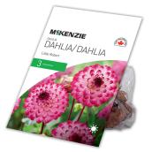 McKenzie Dahlia Little Robert - 3 Rhizomes - Violet/White