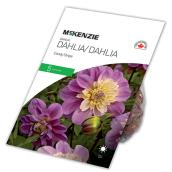 Dahlia Great Take Off, McKensie, 5 rhizomes, mélange