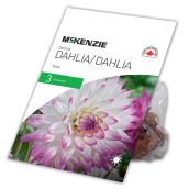 Dahlia Great Jura, McKensie, 3 rhizomes, blanc et rose
