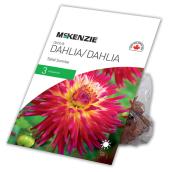 Dahlia Great Tahiti Sunrise, McKensie, 3 rhizomes, rose/blanc