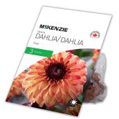 Dahlia Great Tirza, McKensie, 3 rhizomes, rose, jaune