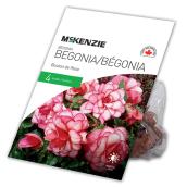 Bégonia Bouton de Rose McKenzie, 4 bulbes 5 à 6 cm, rose