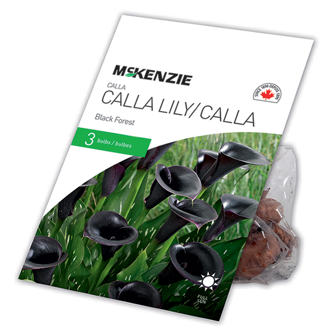 Lys Calla McKenzie, Forêt Noir, 3 Bulbes 14 à 16 cm 141058 | RONA