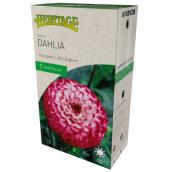 Dahlia Pompon Little Robert, McKenzie, 1 racine, violet