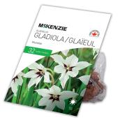 Glaieul Acidenthera Murielae McKenzie, 32 bulbes, 6-8 cm