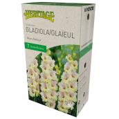 Glaieul Mon Amour McKensie, 7 bulbes - 12-14 cm