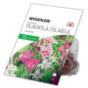 Gladiolus Colvilli McKenzie, 15 bulbes, couleur variée
