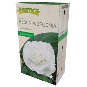 McKenzie bégonia double, 3 bulbes, 4-5 cm, blanc
