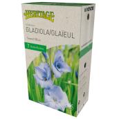 Glaieul Doux Bleu McKenzie, 7 bulbes, 12-14 cm, bleu pale