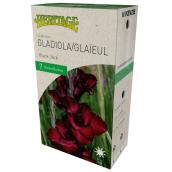 Glaieul Black Jack McKenzie, 7 bulbes, 12-14 cm, noir