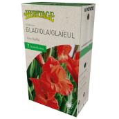Glaieul Feu Rouge McKenzie, 7 bulbes,12-14 cm, rouge