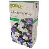 McKenzie Anemone Blanda - 15 Bulbs - 5 cm - Mixed Colours