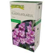 Glaieul Tango McKenzie, 7 bulbes, 12-14 cm, violet