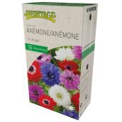 Anémone St-Brigid McKenzie, 15 bulbes, 5-7 cm, couleur variée
