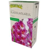 McKenzie Fidelio Gladiolus - 7 Bulbs 12-14 cm - Pink