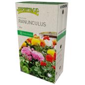 McKensie Ranunculus - 10 Bulbs - 5-6 cm - Variety Pack