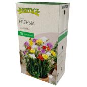 Freesia double McKenzie, 10 bulbes, 5 cm, variété de couleurs